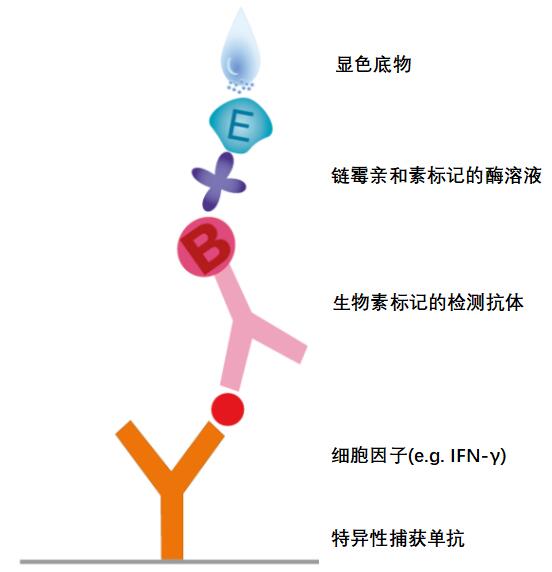 IFN-&gamma; ELISpot检测方法