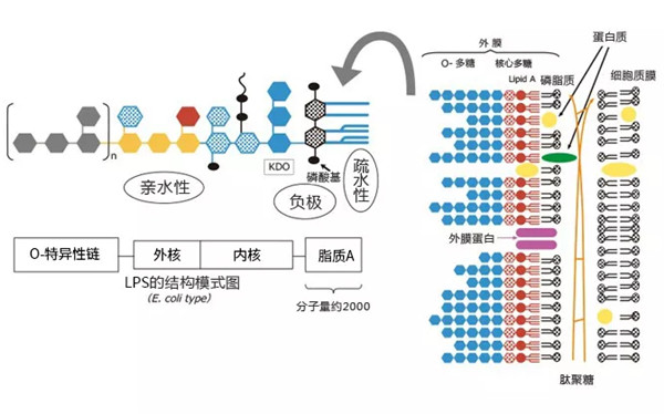 粗糙型脂多糖