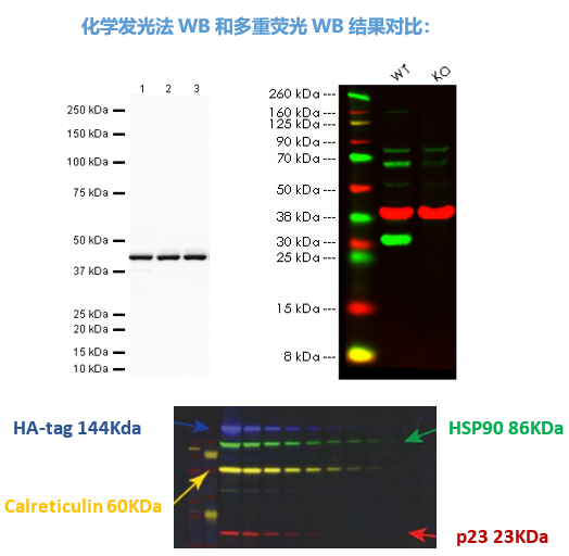 传统WB和荧光WB的综合比较