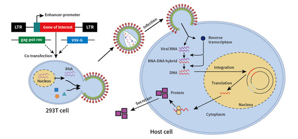 慢病毒包装和侵染细胞的过程