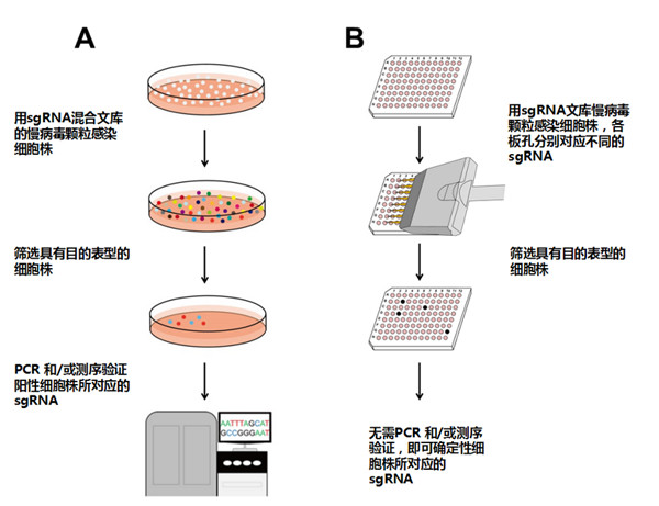 sgRNA 文库