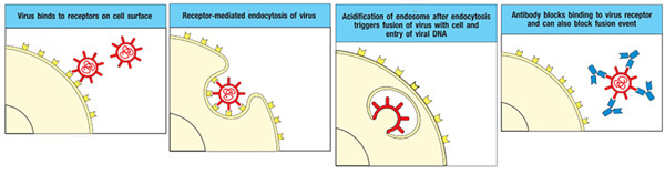 中和抗体阻断细胞的病毒感染