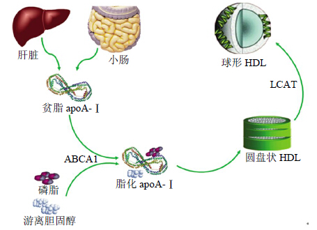 载脂蛋白Al(ApoAl)