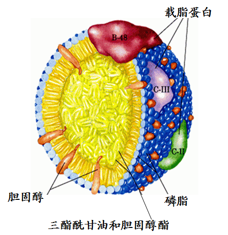 载脂蛋白