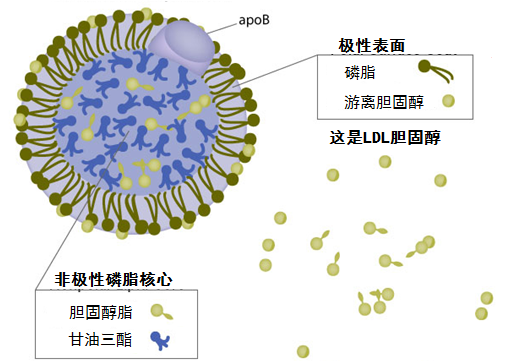 载脂蛋白B(ApoB)