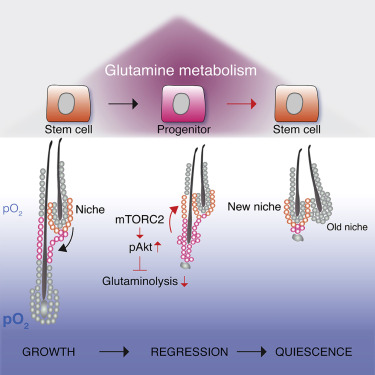 谷氨酸代谢能调控毛囊干细胞