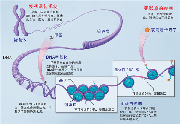 表观遗传