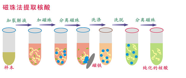 磁珠法提取核酸