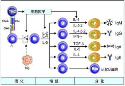 T细胞ELISpot广泛应用