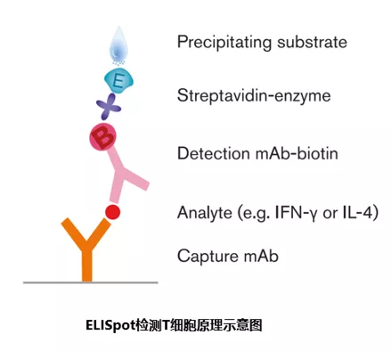 T细胞的ELISpot