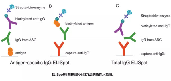 B细胞的ELISpot