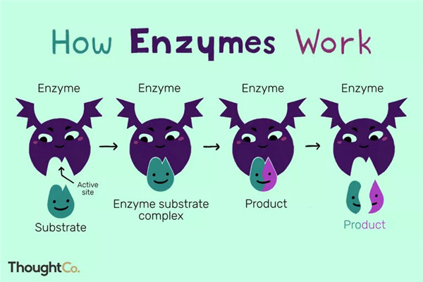 酶是如何工作的呢