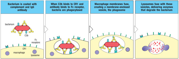 吞噬细胞上的Fc和补体受体触发抗体涂层的吸收和降解细菌
