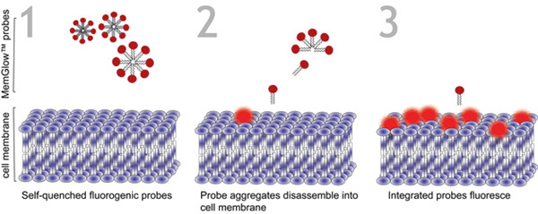 MemGlow™探针的开启机制