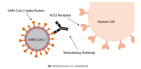 SARS-CoV-2总IgG / IgM和中和抗体测量试剂盒