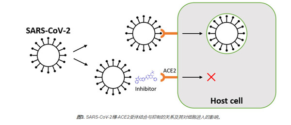 SARS-CoV-2 Spike-ACE2结合活性和抑制分析试剂盒