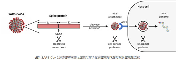 SARS-CoV-2前蛋白转化酶（PC）活性和抑制分析试剂盒