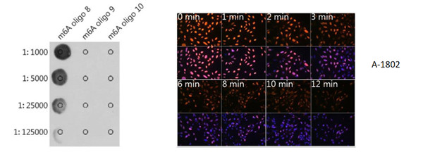 The m6A rabbit monoclonal antibody