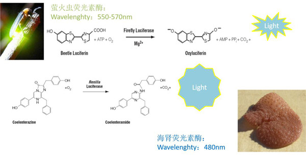 荧光素酶可以催化luciferin氧化成oxyluciferin