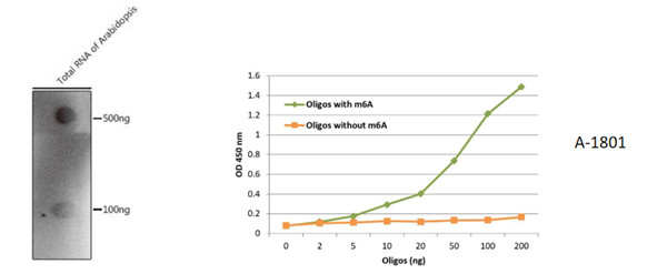 The N6-methyladenosine (m6A)