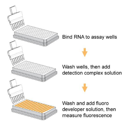 RNA 5mC操作步骤