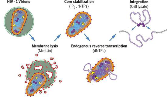 HIV-1基因组逆转录和整合的体外无细胞体系