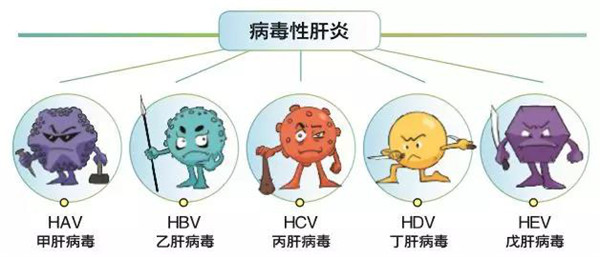 戊型肝炎病毒