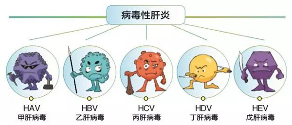 今日肝货肝炎病毒五兄弟–甲乙丙丁戊