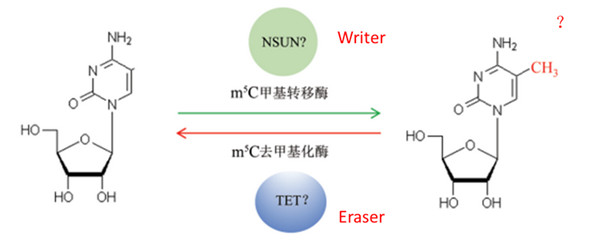 5-甲基胞嘧啶（5-mC）