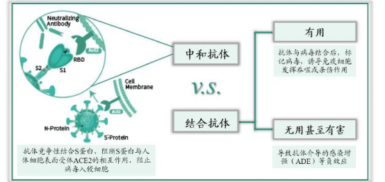 结合抗体不一定具有中和活性