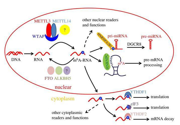 表观遗传之RNA甲基化——m6A甲基化