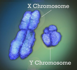 缩水的Y染色体