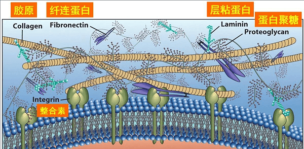 ECM在正常细胞中的作用