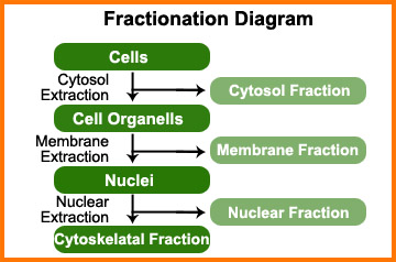 胞质+胞核+膜+细胞骨架组分分离