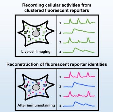 利用荧光报告基因成像信号网络动态