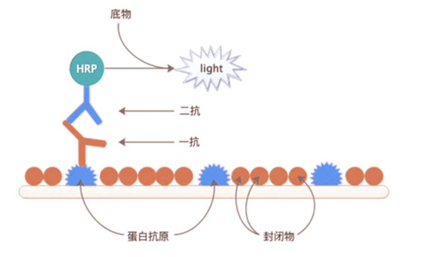 HRP标记山羊抗人IgG二抗