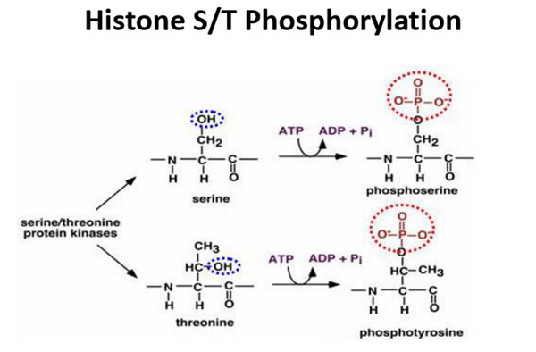 组蛋白磷酸化