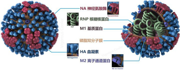 流感病毒基因组特征