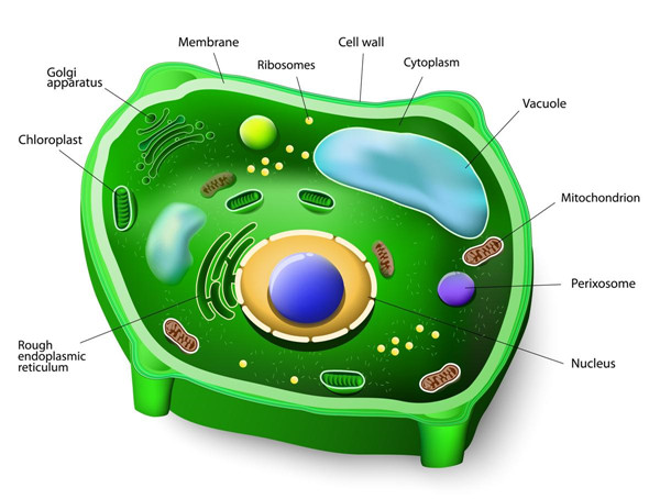 细胞质膜