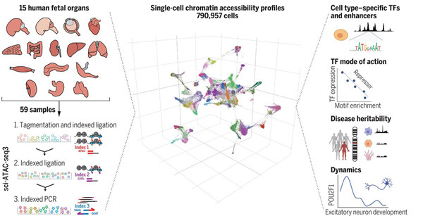 sci-ATAC-seq3