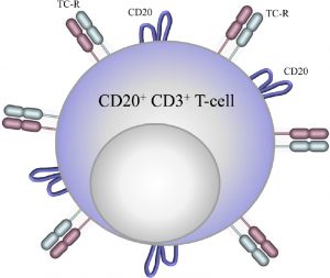 CD20 + T细胞在多发性硬化中的作用
