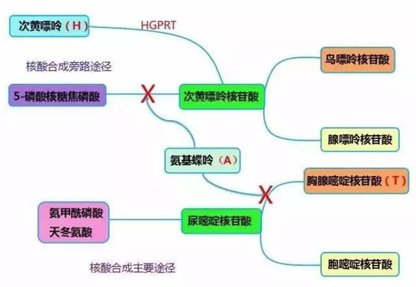 核酸合成主要途径