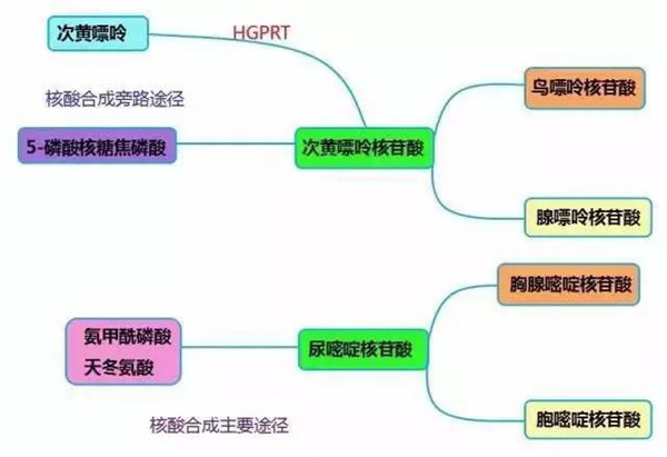 核酸合成主要途径