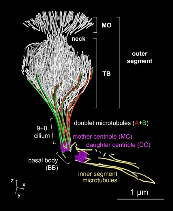 力感受神经元中特化纤毛内基于微管的细胞骨架三维结构