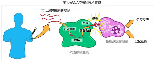 RNA 疫苗技术