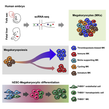 解析人类巨核细胞的发育过程