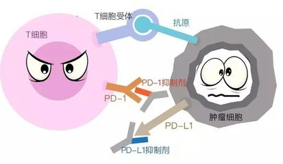 PD-1药物Keytruda