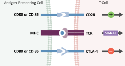 cd80-cd86-ICP