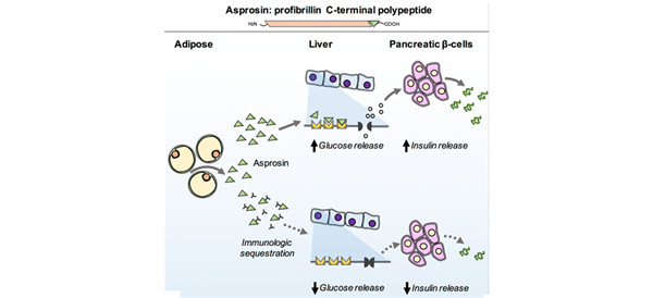 白脂素（Asprosin）