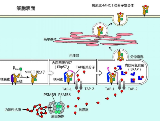 MHC I-肽复合物表达于细胞表面
